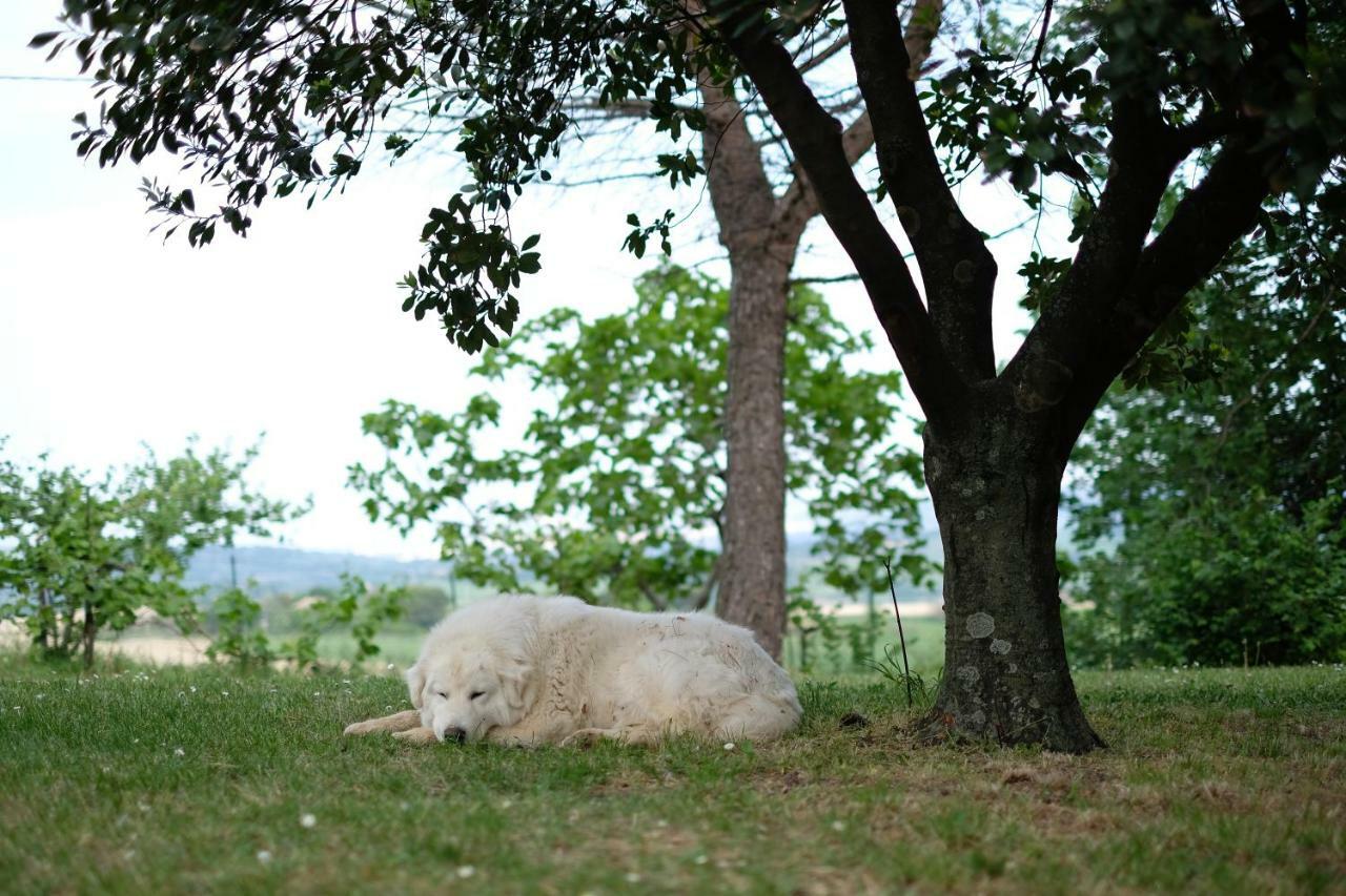 Casa Monteluro - B&B Tavullia Dış mekan fotoğraf